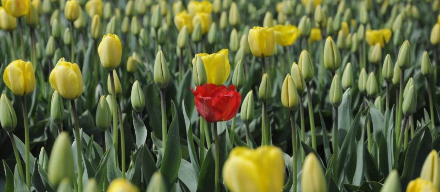 Authentic Red Tulip