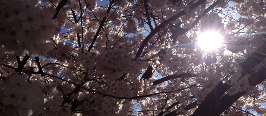 apple blossoms with light